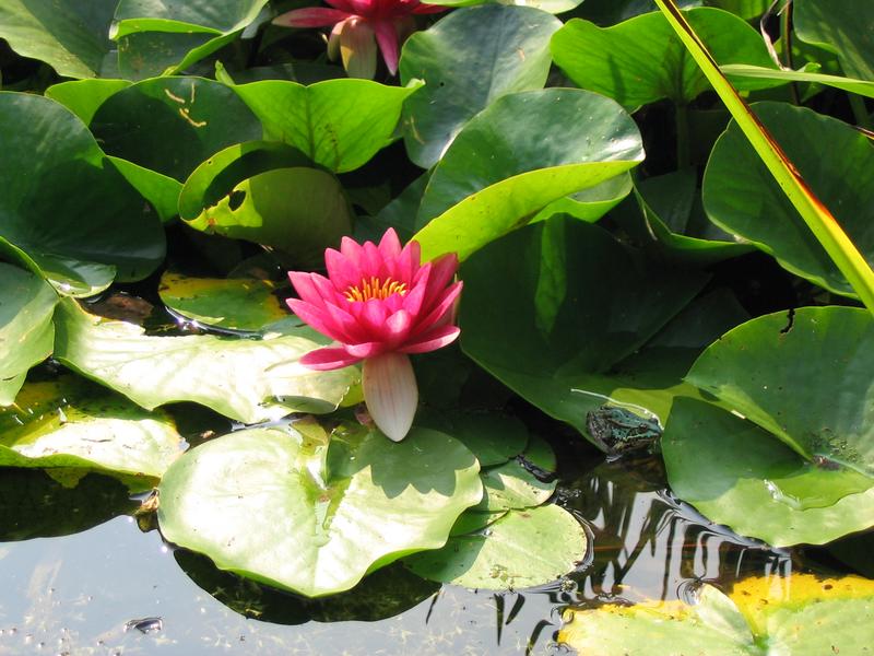 IM BOTANISCHEN VOLKSPARK