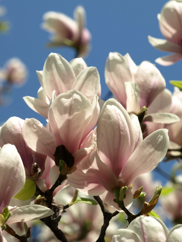 im Botanischer Garten