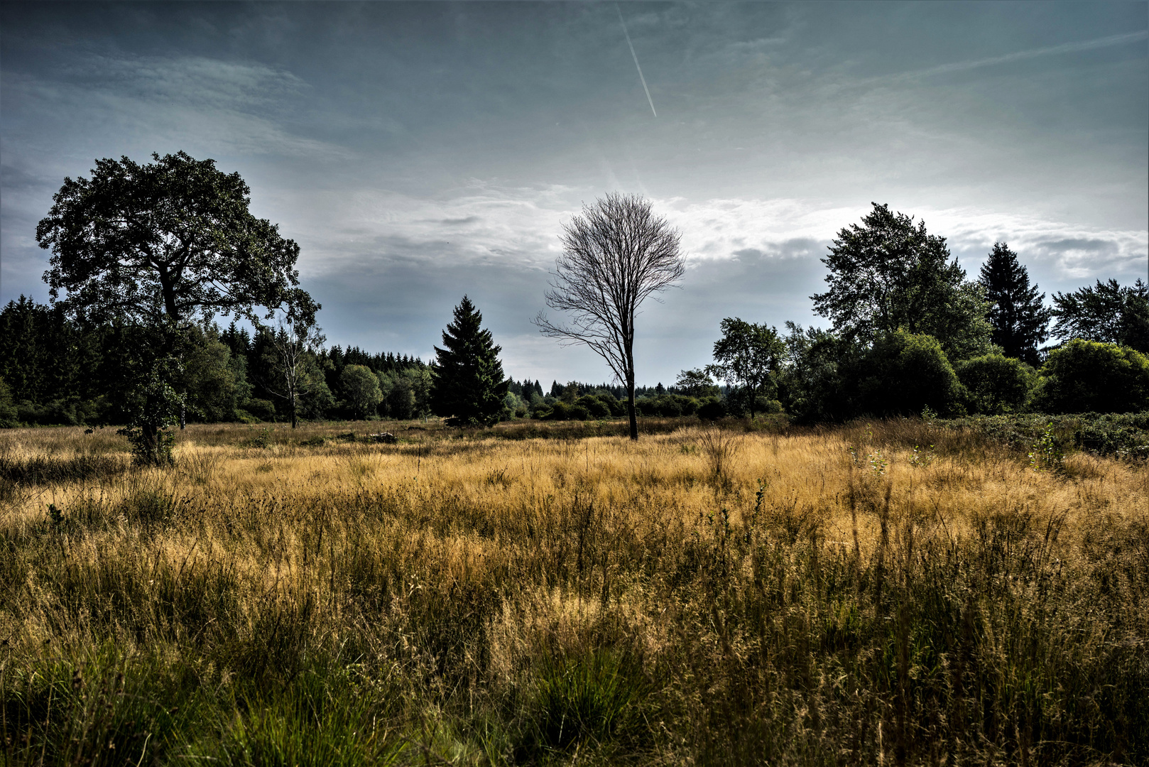 Im Brackvenn, Belgien