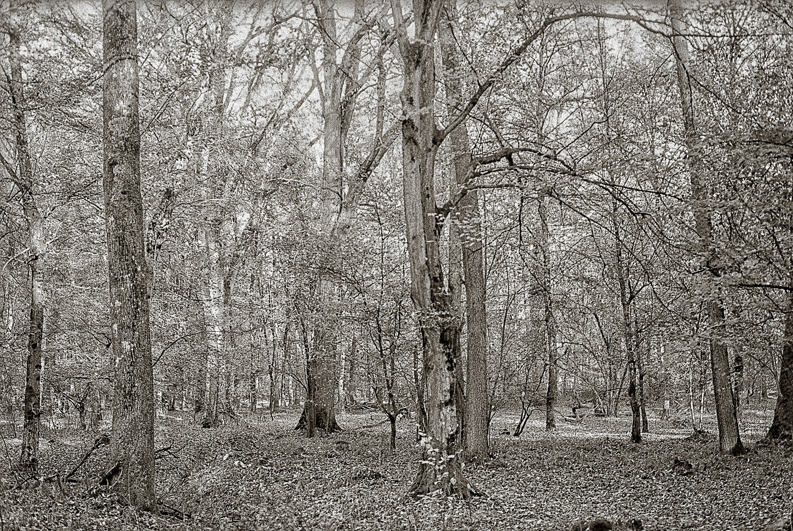 im braunen Novemberwald