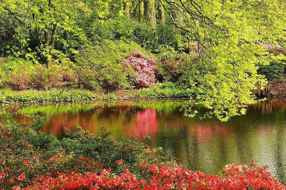 Im Bremer Rhododendron-Park