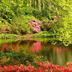 Im Bremer Rhododendron-Park