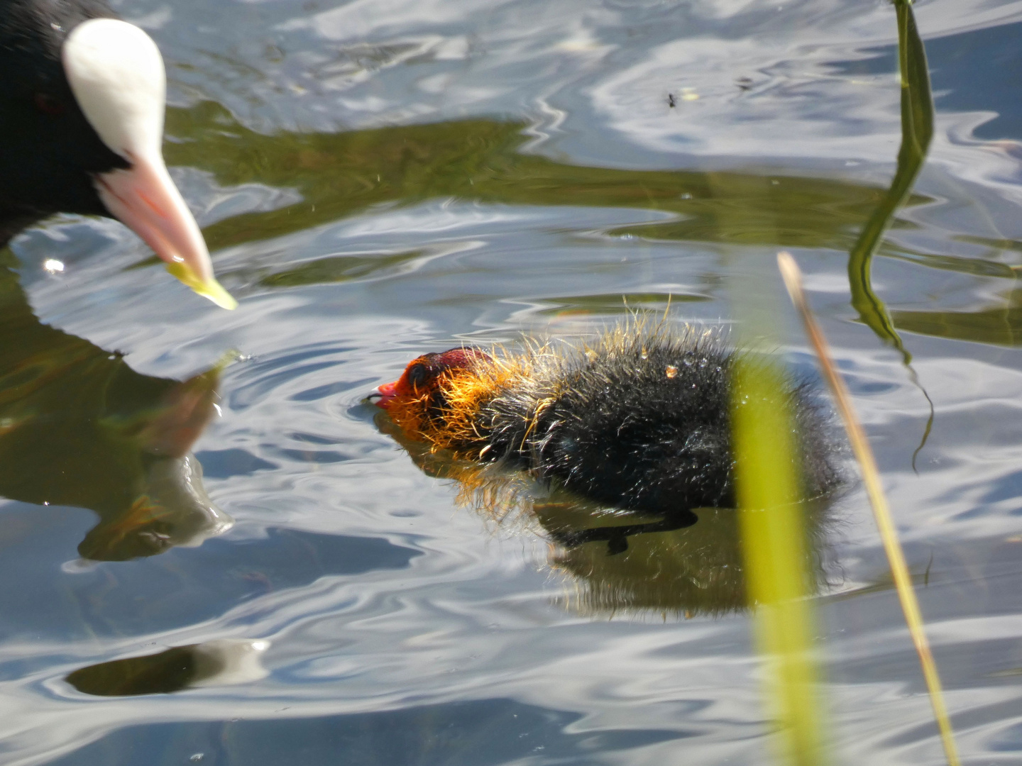 Im Britzer Garten 6