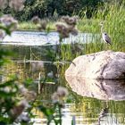 Im Britzer Garten