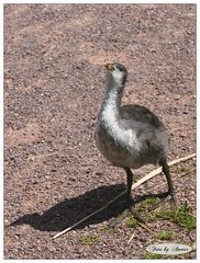 Im Britzer Garten getroffen