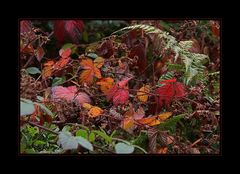 Im Brombeer-Herbstwald