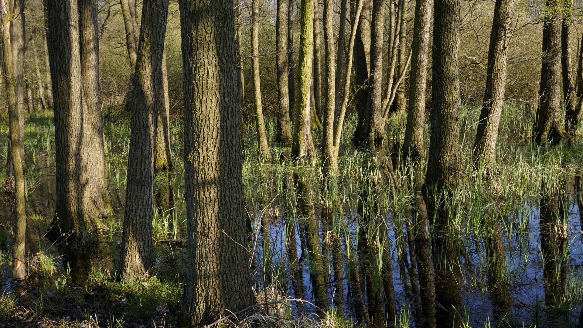 im Bruchwald