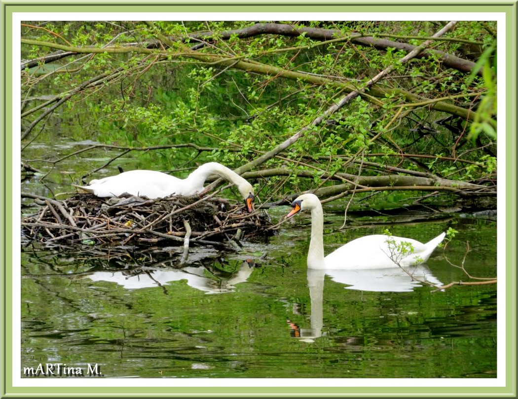 Im Brutrevier  (mit Gedicht)