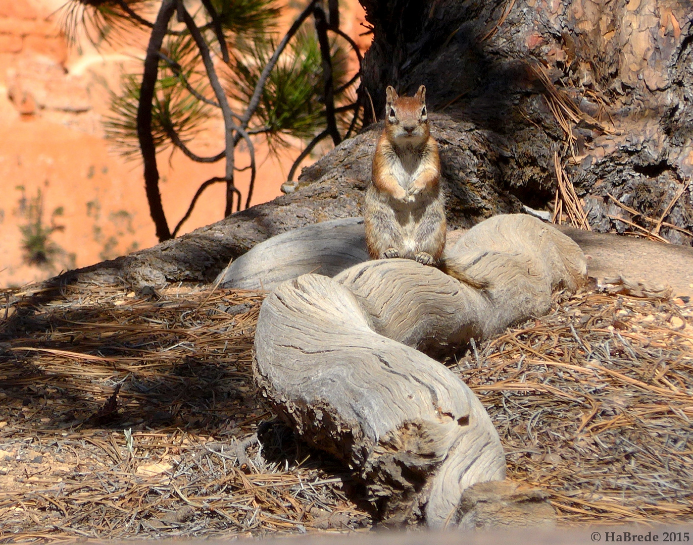 Im Bryce Canyon 3