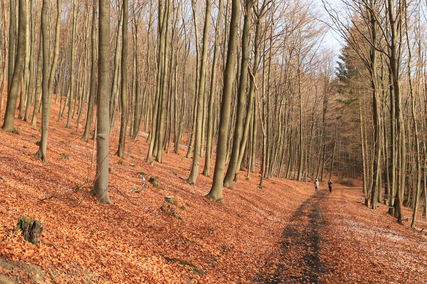 Im Buchenwald (2018_11_21_EOS 6D Mark II_9124)