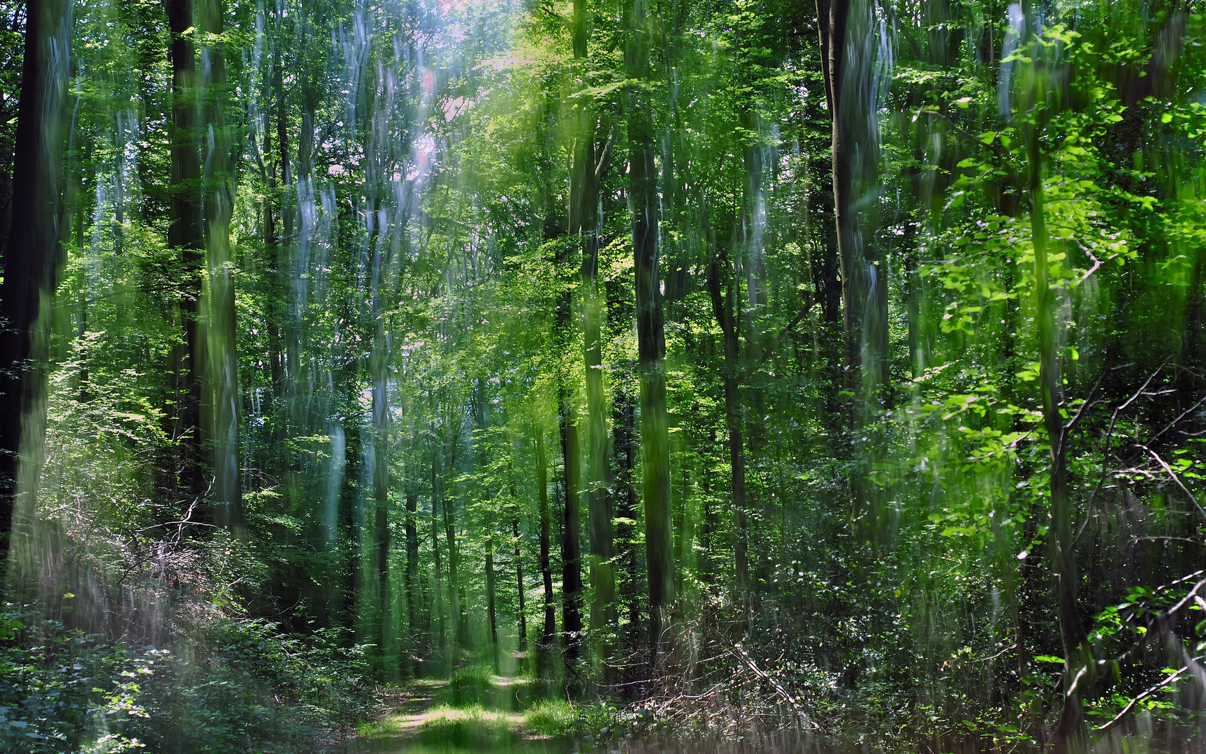 Im Buchenwald am Hauskopf