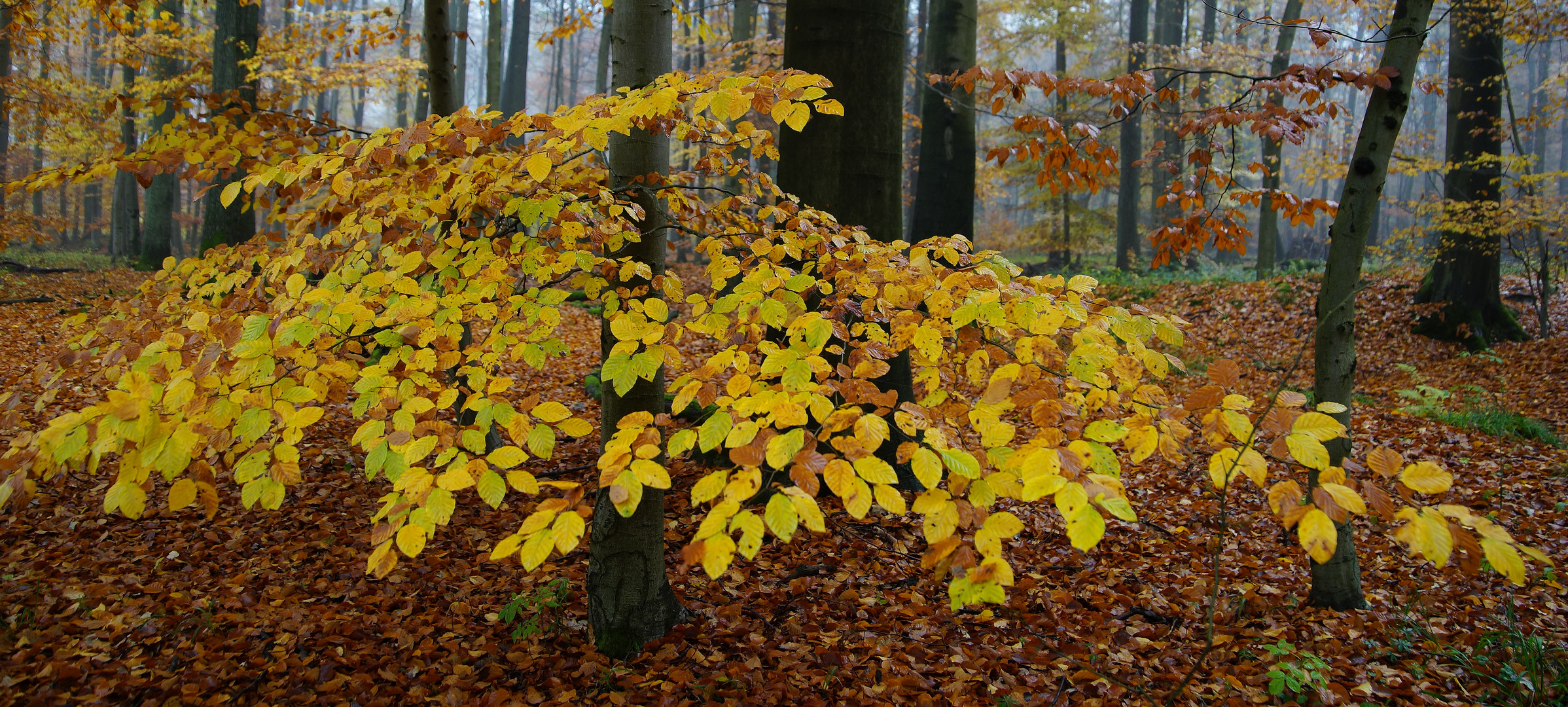 Im Buchenwald