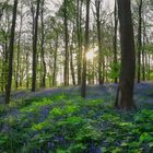 Im Buchenwald der blauen Blumen