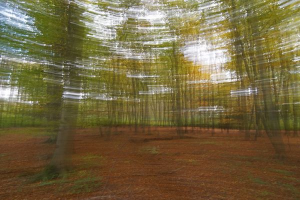 Im Buchenwald ist es Stürmisch