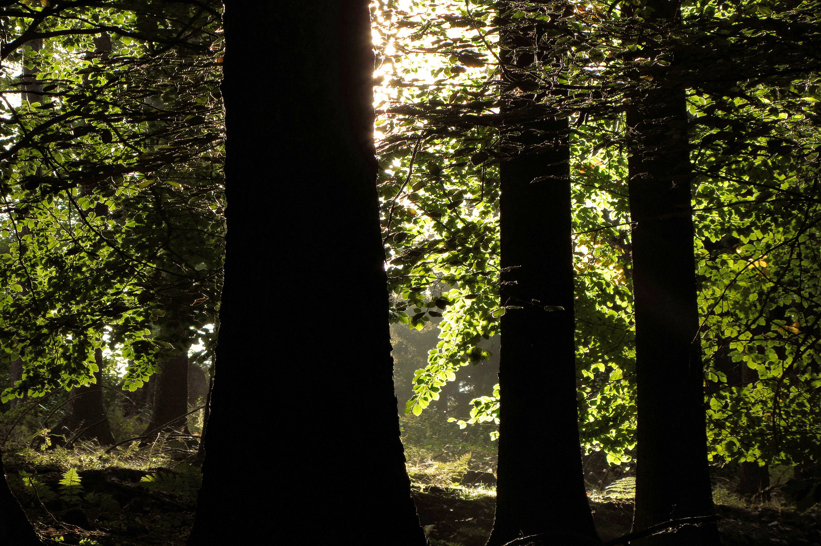 im Buchenwald - wo viel Licht ist, ist auch viel Schatten