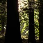 im Buchenwald - wo viel Licht ist, ist auch viel Schatten