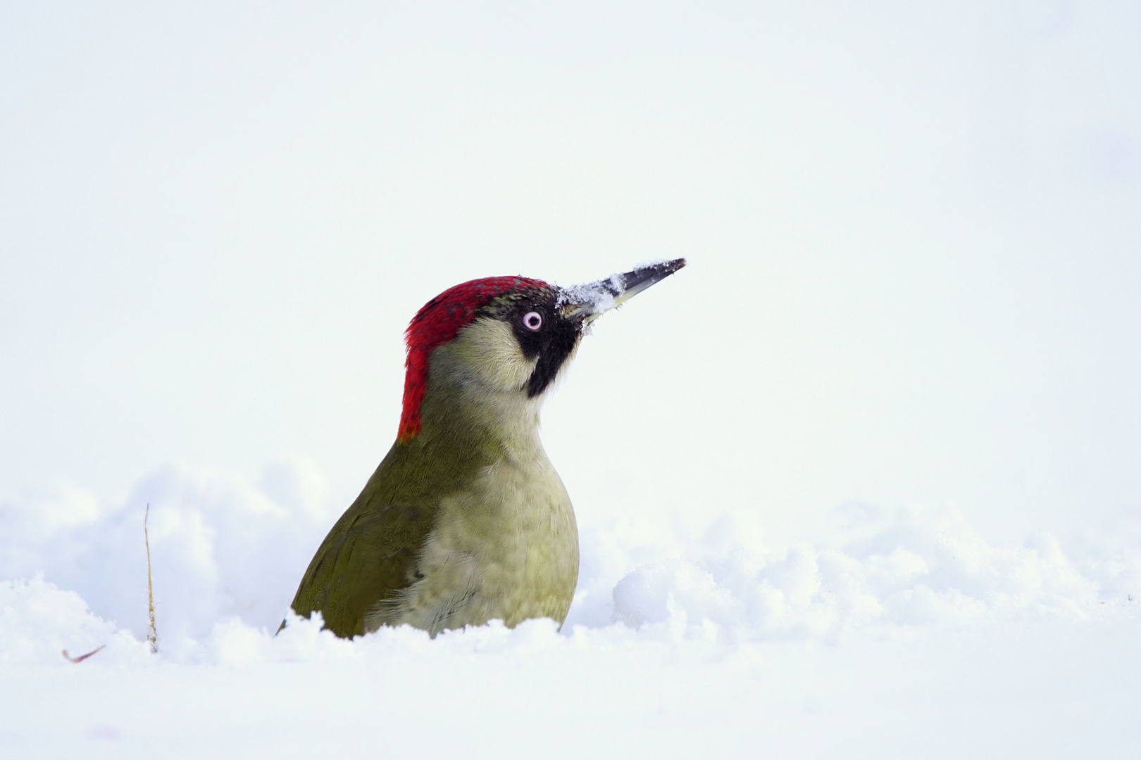 Im Buddelloch -Tiefschneespecht - Grünspecht-Weibchen - Picus viridis