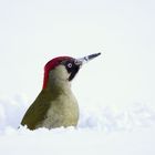 Im Buddelloch -Tiefschneespecht - Grünspecht-Weibchen - Picus viridis