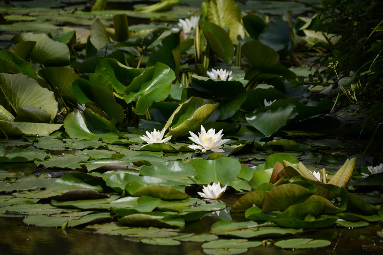 Im Bürgerpark blühen die Seerosen