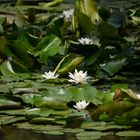 Im Bürgerpark blühen die Seerosen