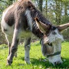 Im Bürgerpark Bremen