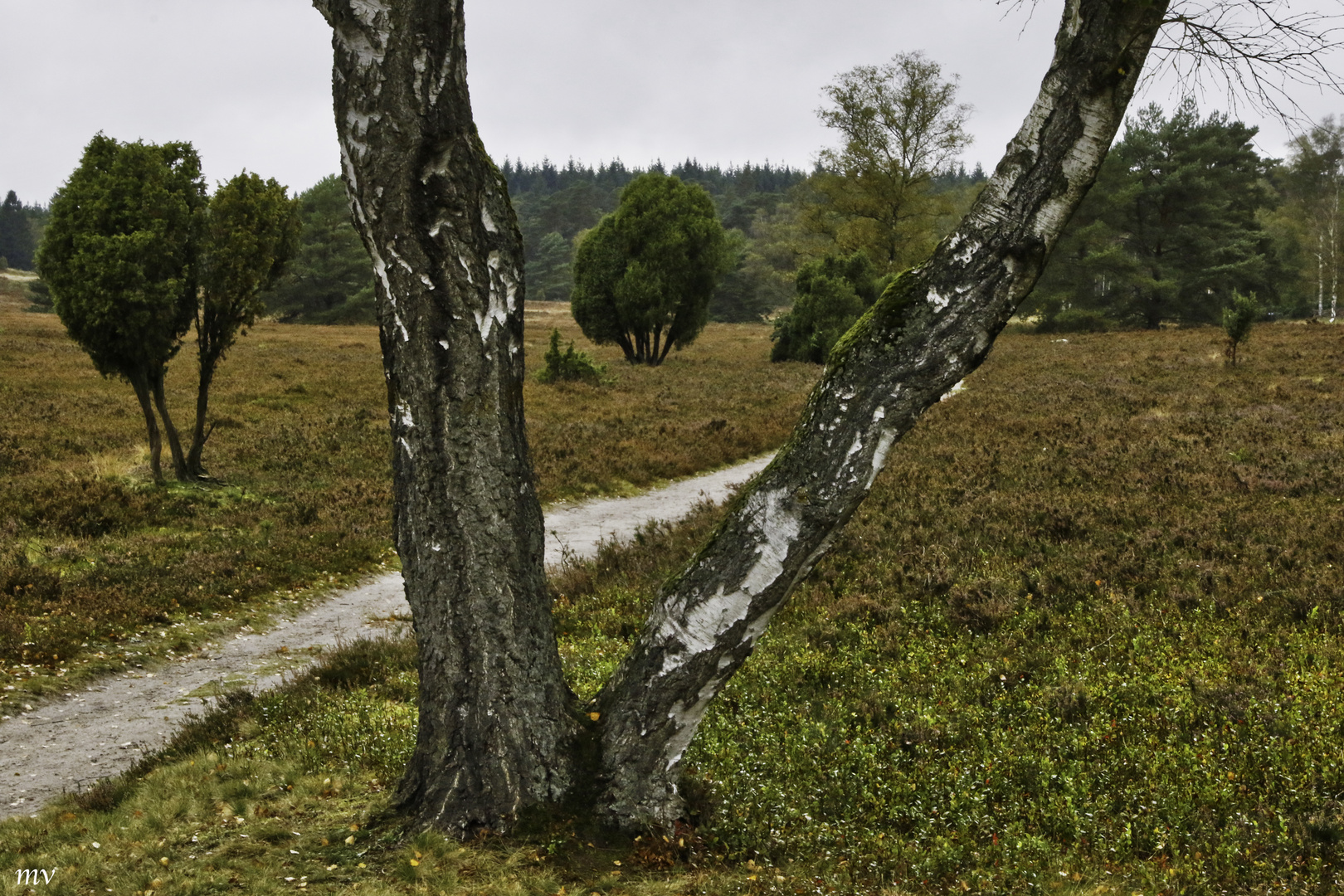 Im Büsenbachtal