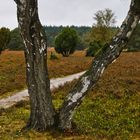 Im Büsenbachtal