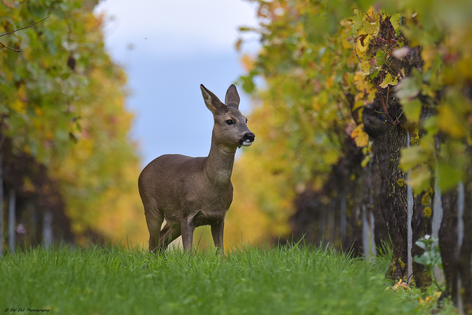 Im bunten Herbstlaub...