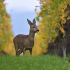 Im bunten Herbstlaub...