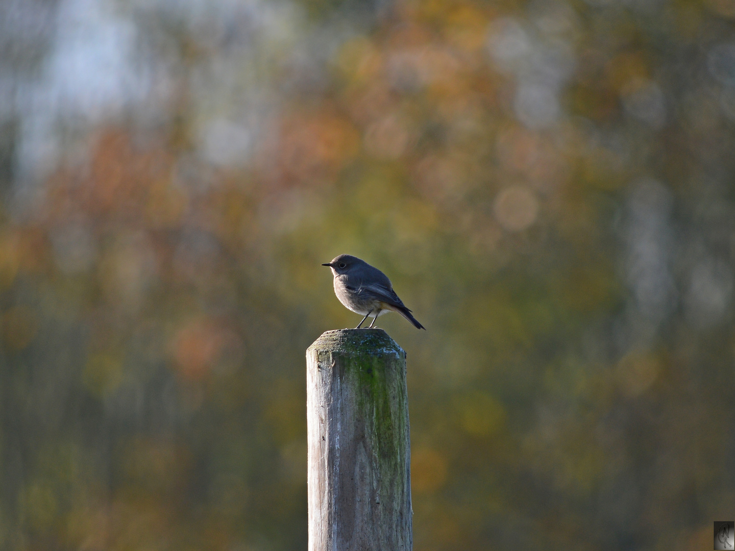 im bunten Herbstlicht