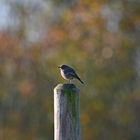 im bunten Herbstlicht