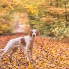 Im bunten Herbstwald