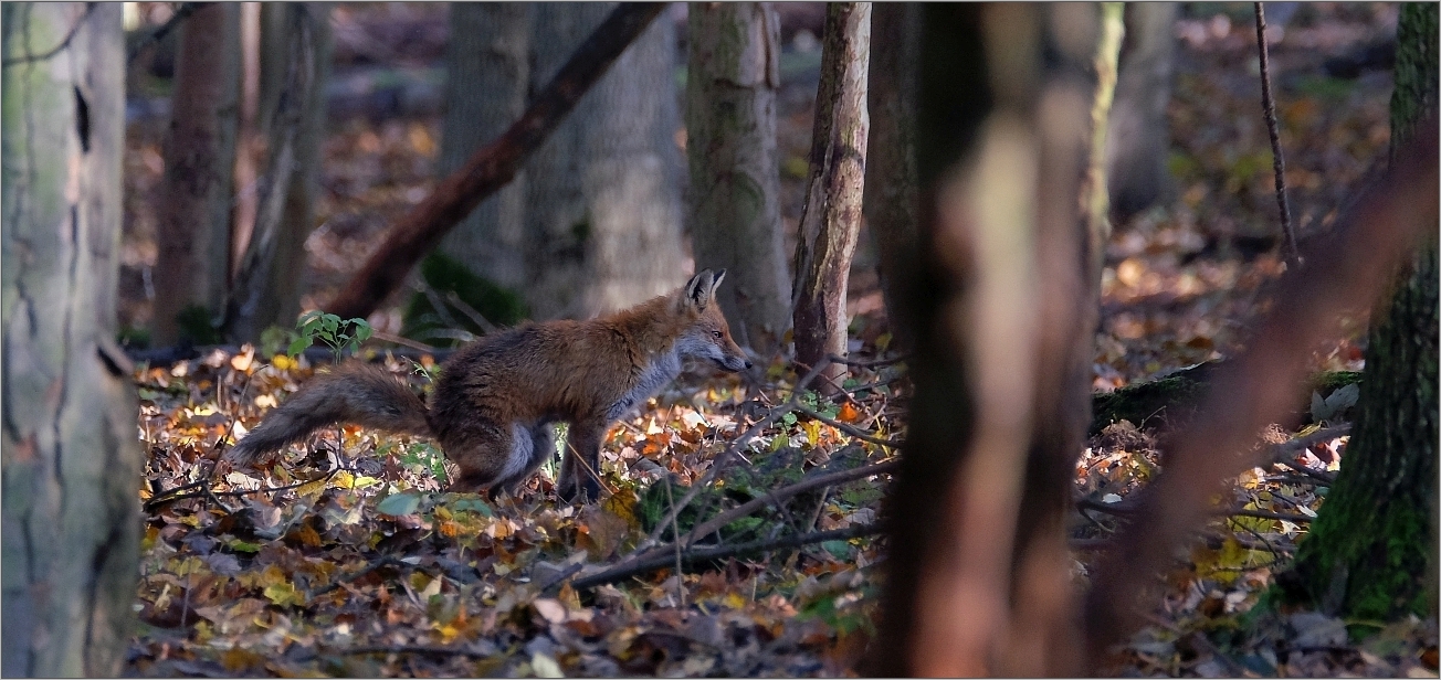 Im bunten Herbstwald...