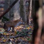 Im bunten Herbstwald...