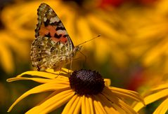 Im bunten Sommergarten