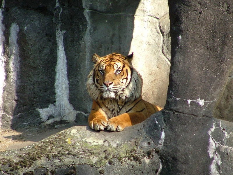 Im Burgers Zoo in Arnhem NL