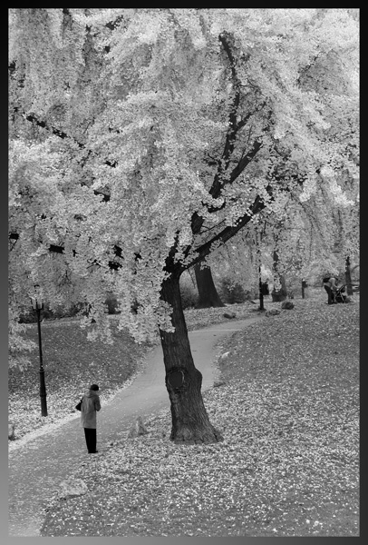 Im Burggarten