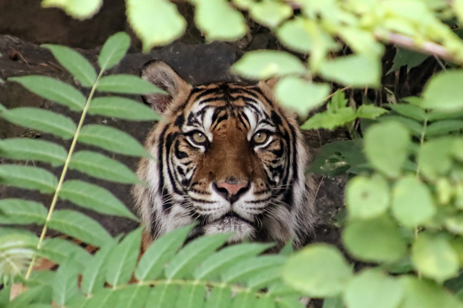 Im Buschwerk Foto & Bild world, berlin, natur Bilder auf