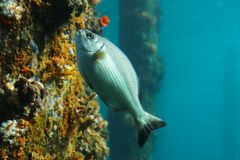 Im Busselton Jetty Aquarium 1