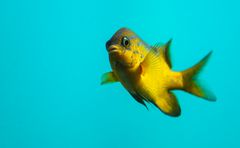 Im Busselton Jetty Aquarium 3