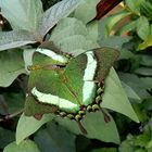 Im Butterfly Conservatory, Niagara Falls, Ontario.