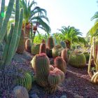 Im Cactualdea bei San Nicolas (GC)