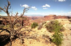 im Canyonlands N.P. 1