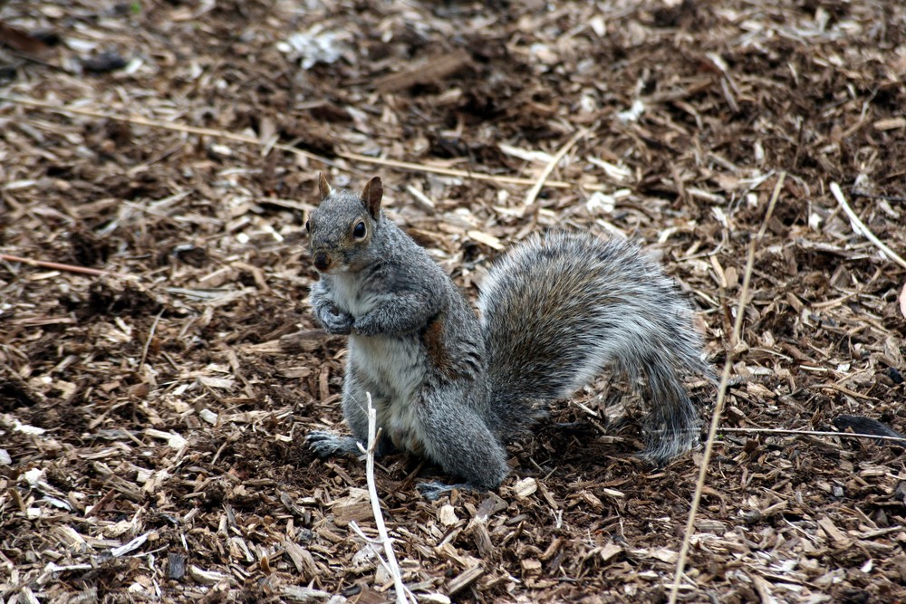 Im central park NY