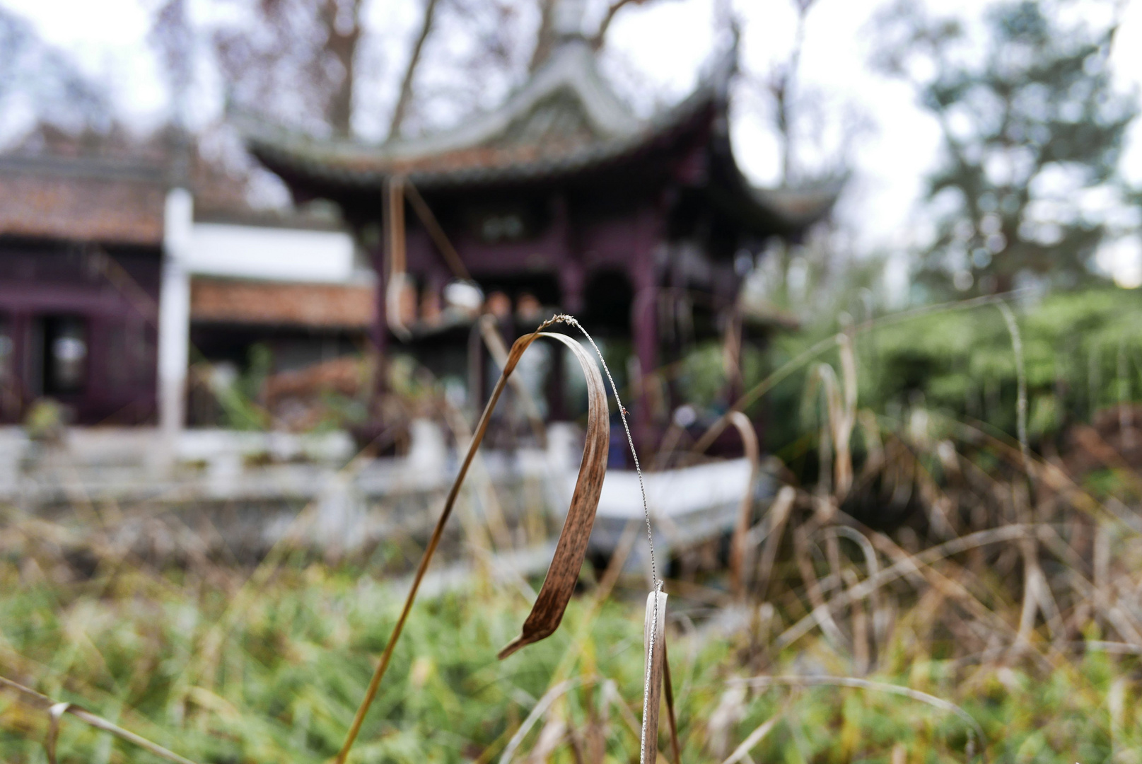 Im Chinesischen Garten