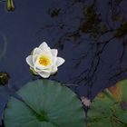 Im Chinesischen Garten