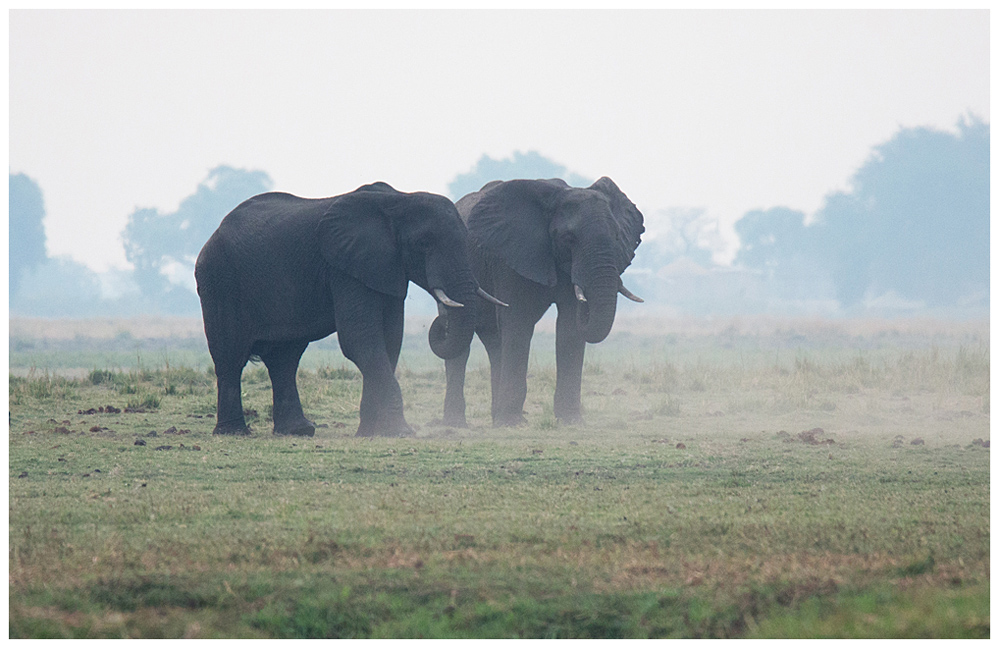 Im Chobe National Park