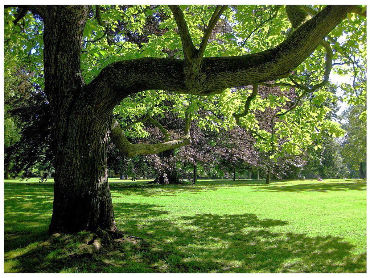 Im Coburger Hofgarten