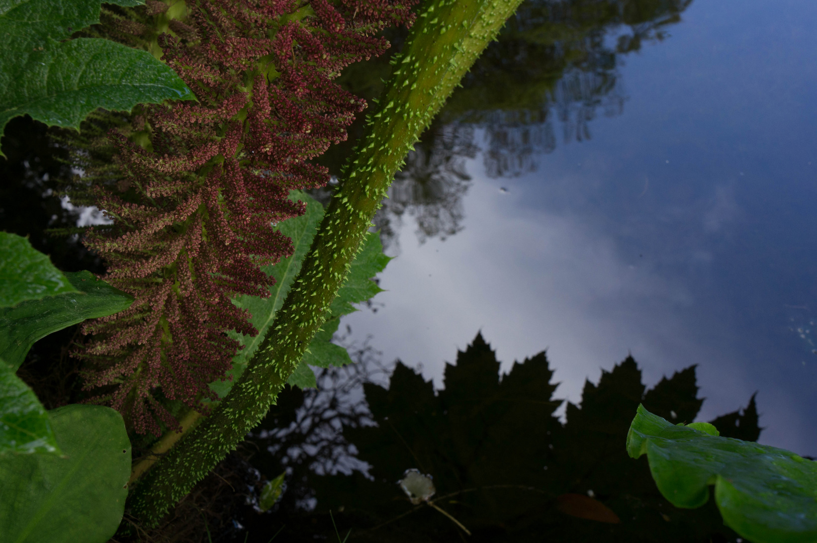 Im Crarae Garden, Argyll, Schottland