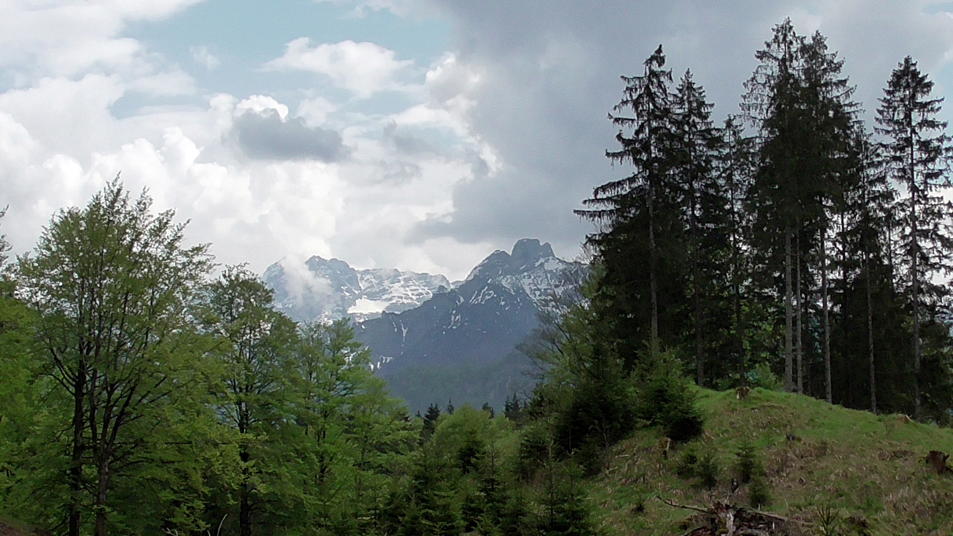 Im Cumberland Wildpark Grünau Österreich .